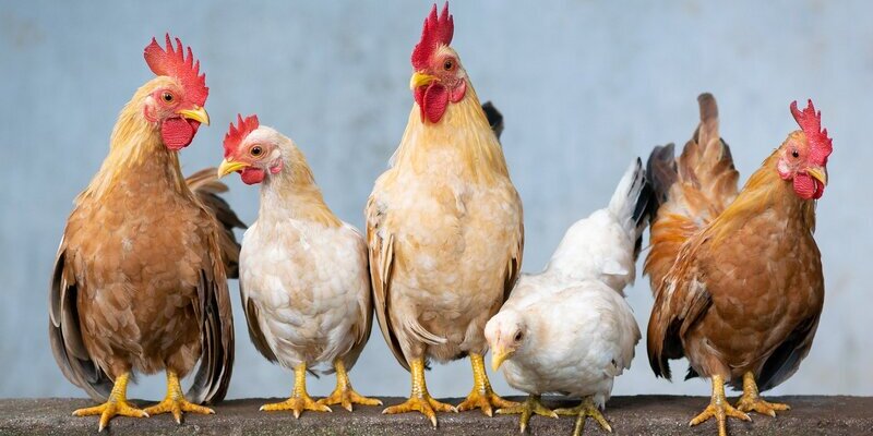 Grippe aviaire : vigilance accrue !